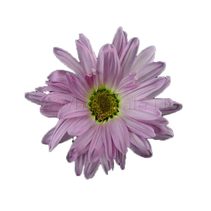 POM  LAVENDER DAISY