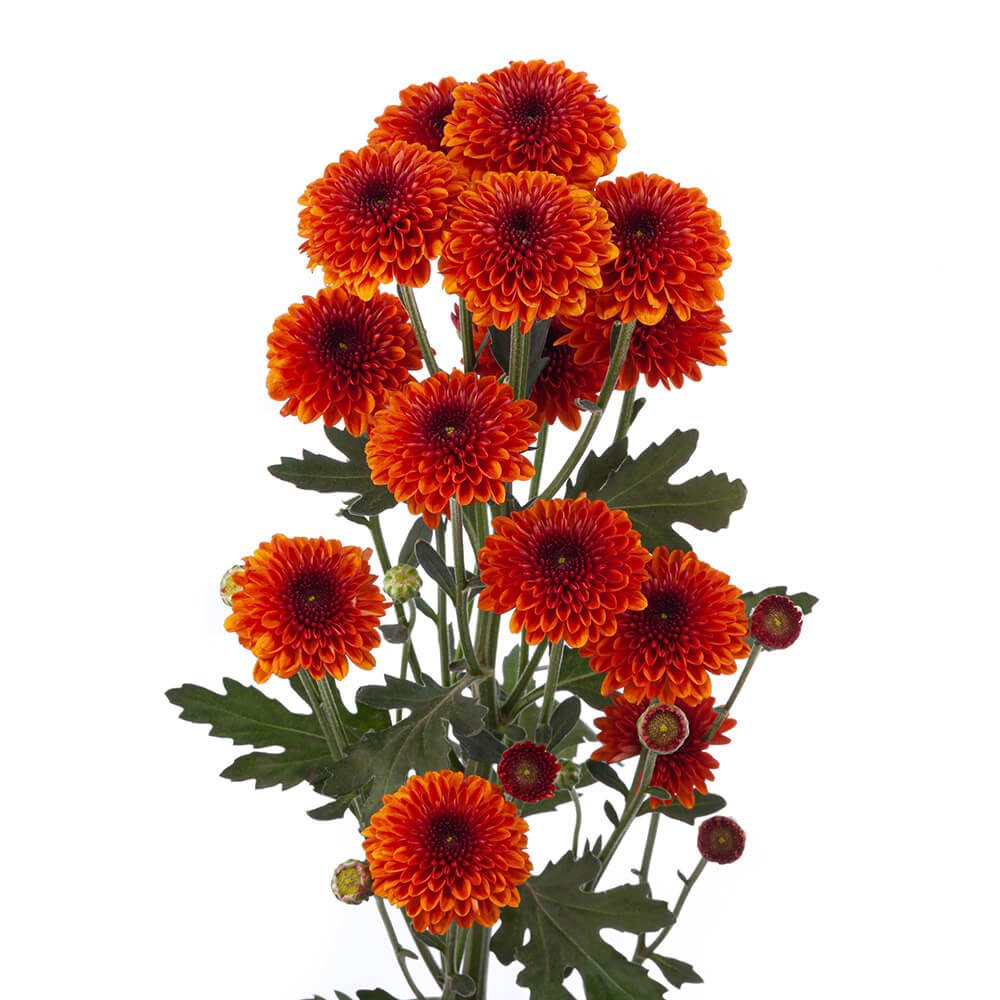 POM LEXI BUTTON (DARK BRONZE FALL)