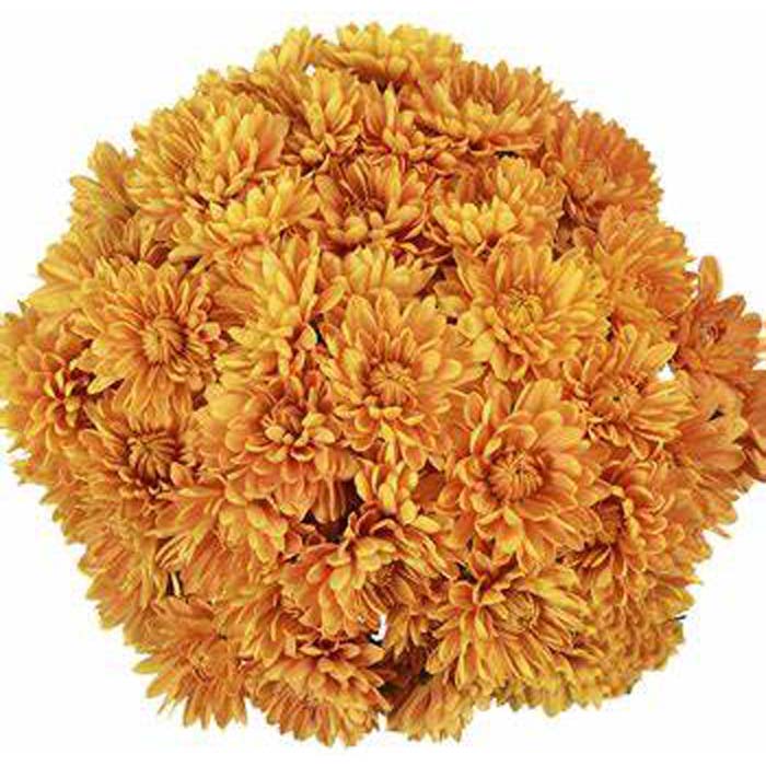 POM BRONZE-ORANGE MICRO (DOTTY)