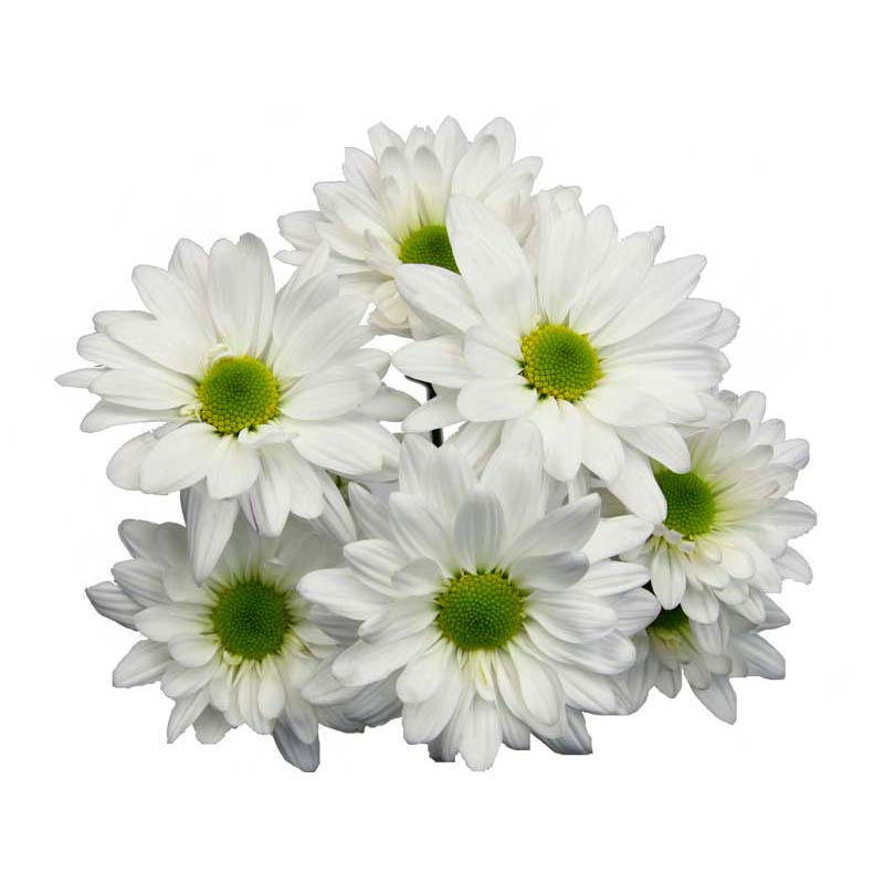 poms atlantis white daisy