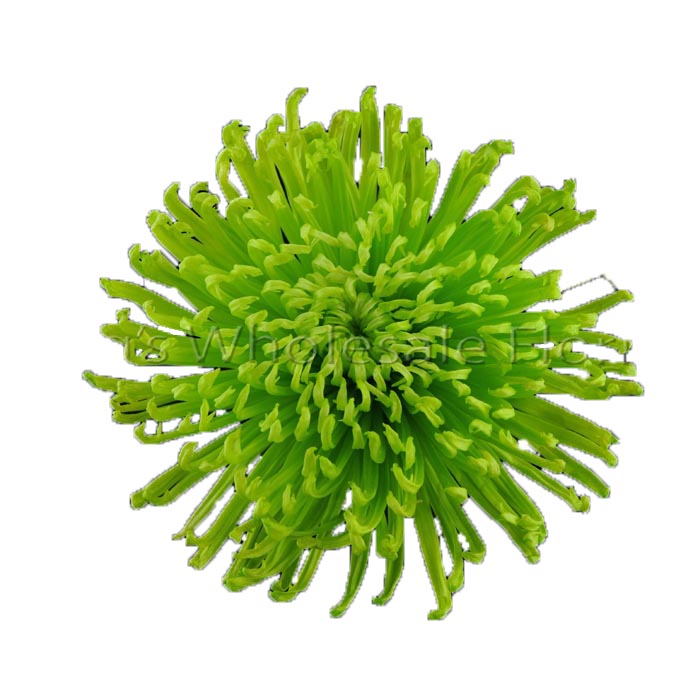 FUJI MUM  GREEN