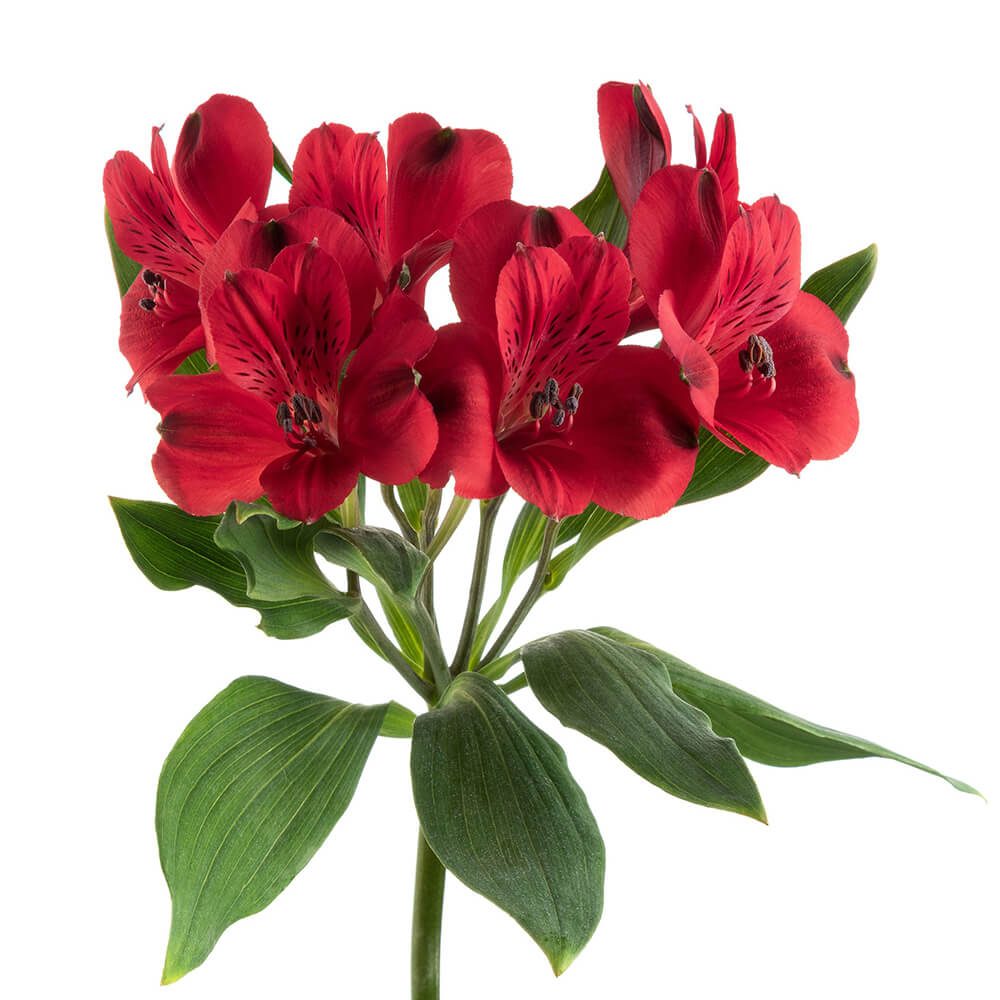 ALSTROEMERIA RED