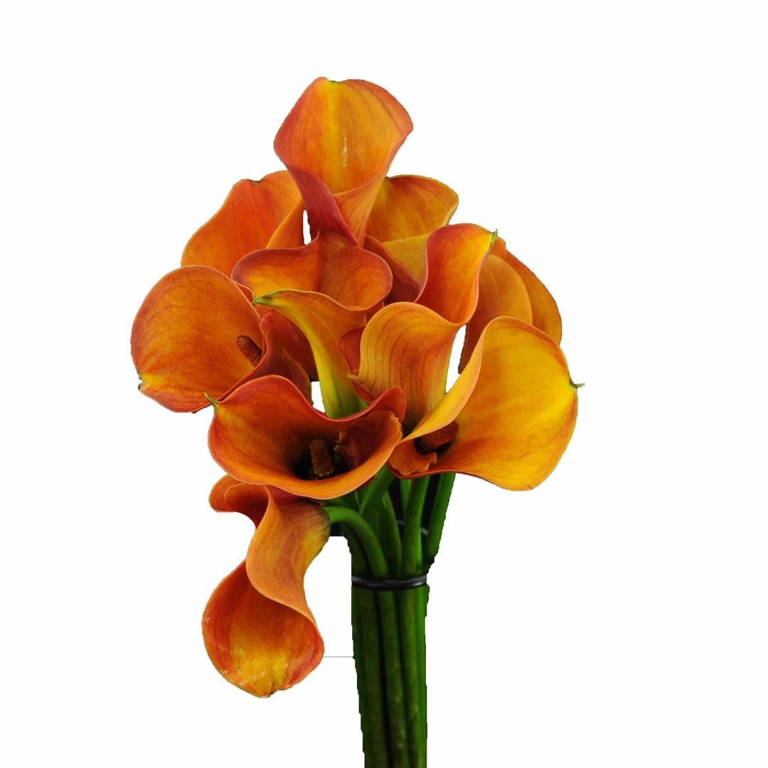 CALLA LILY MINI MANGO