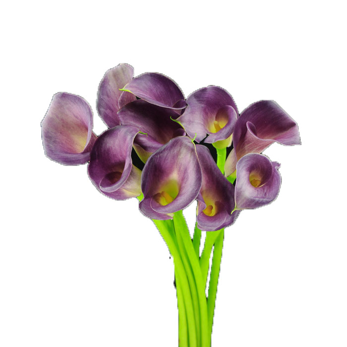 CALLA LILY MINI PACO (PURPLE)