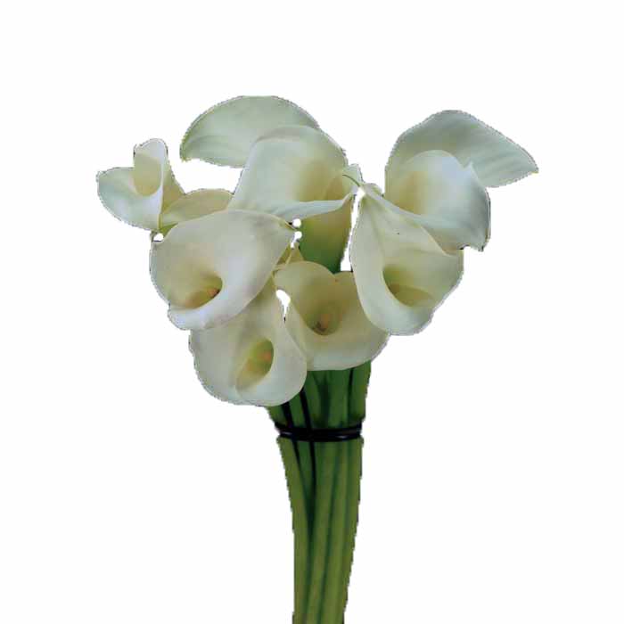 CALLA LILY MINI WHITE