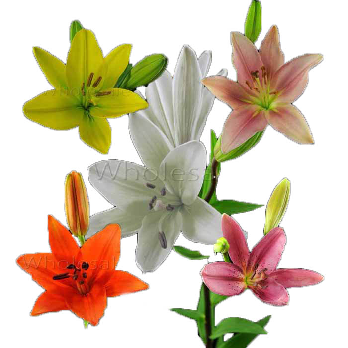 LILY ASIATIC ASSORTED DUFRESH