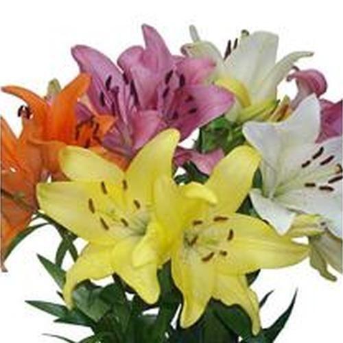 LILY ASIATIC ASSORTED