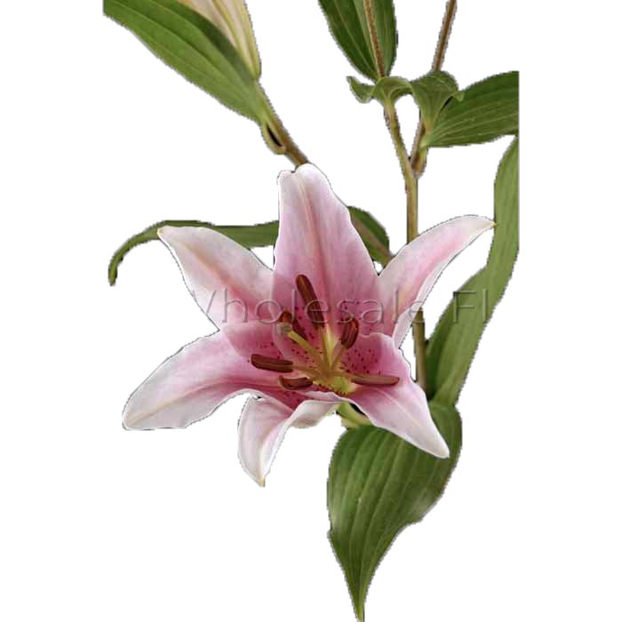 LILY ORIENTAL STAR FIGHTER (WHITE/PINK)