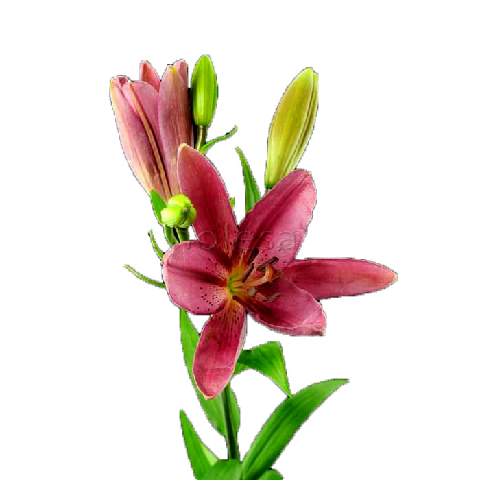 LILY ORIENTAL SORBONNE PINK