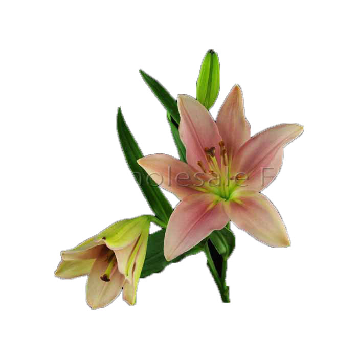 LILY ASIATIC PINK