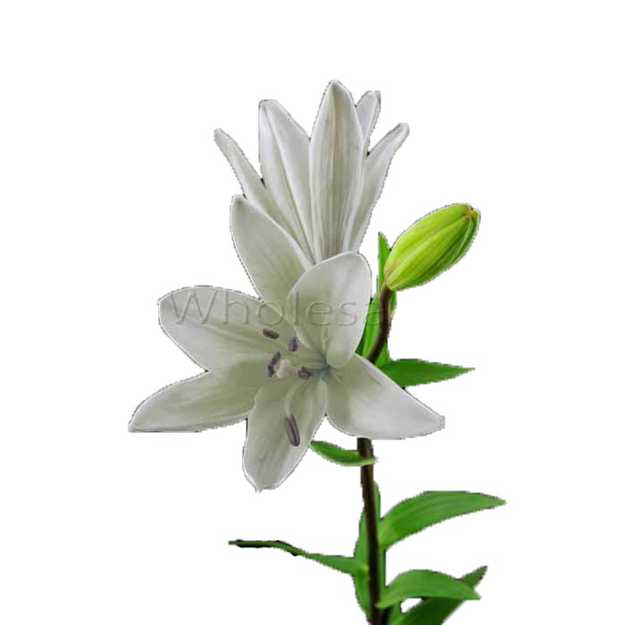 LILY- ASIATIC WHITE