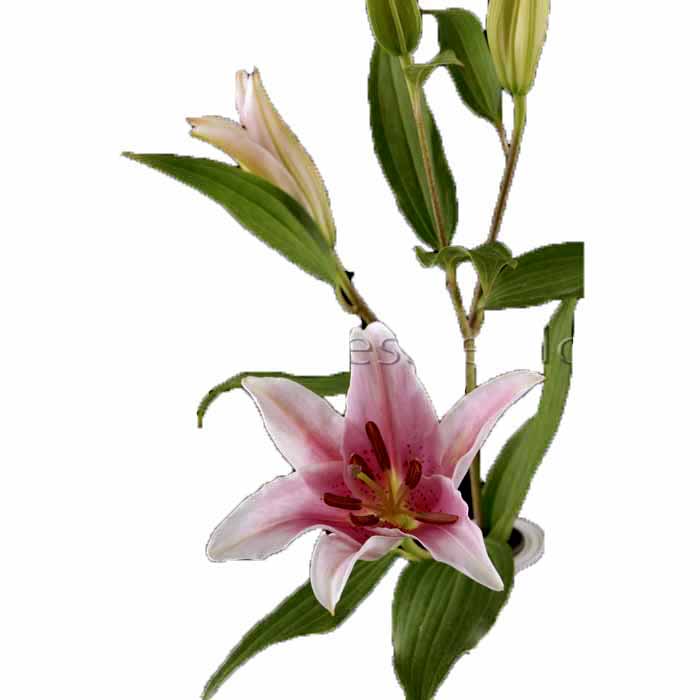 LILY STAR GAZER (PINK) 3-5 BLOOMS