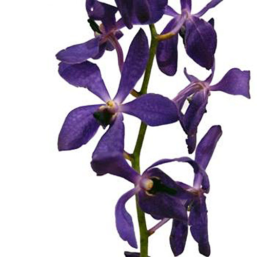 DENDROBIUM MOKARA ANY COOL (PURPLE)
