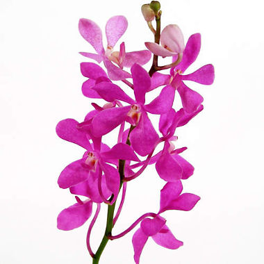 DENDROBIUM CALIPSO (HOT PINK)