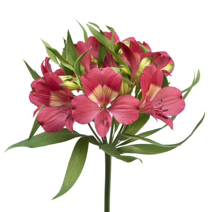 ALSTROEMERIA FANCY PK/25