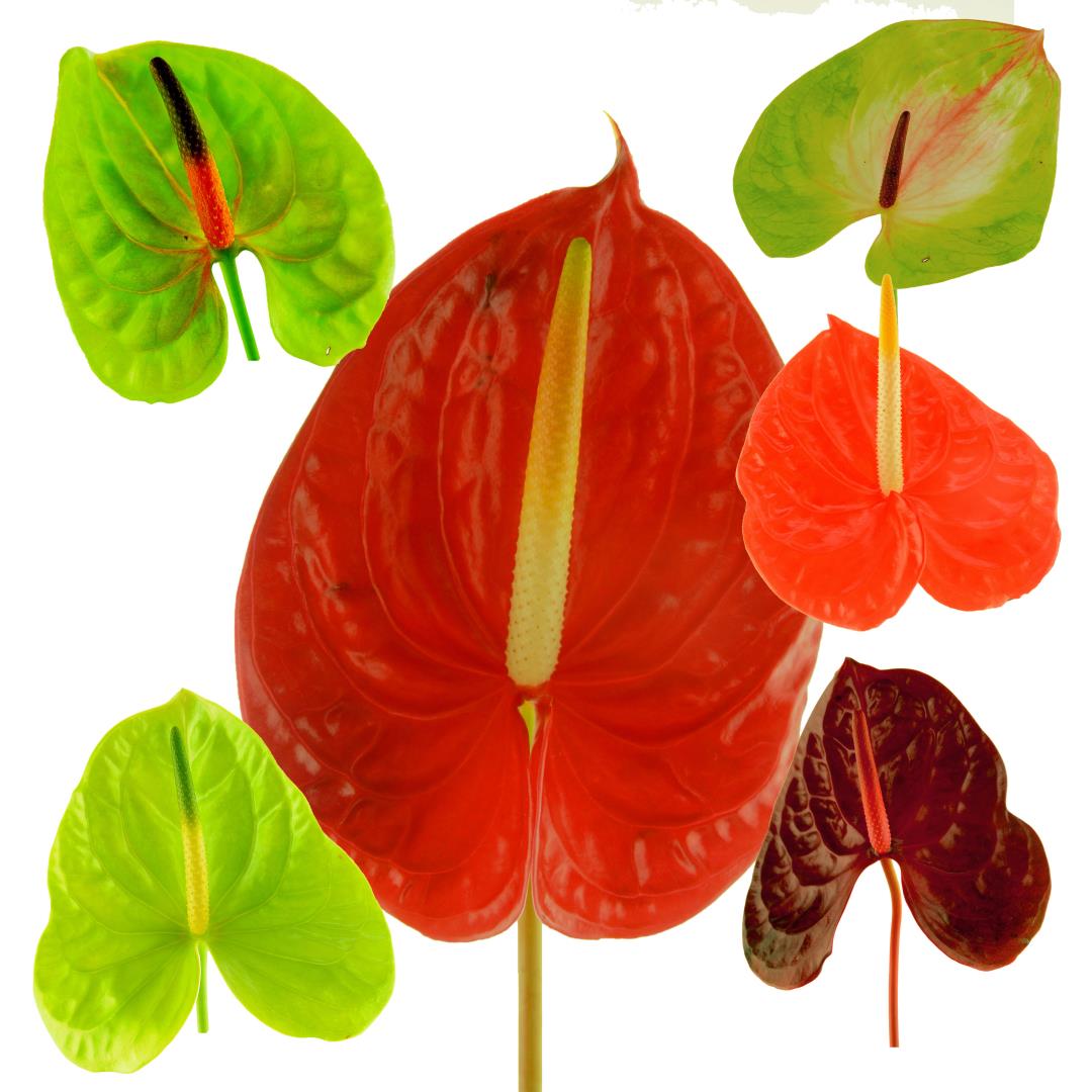 ANTHURIUM LARGE ASSORTED