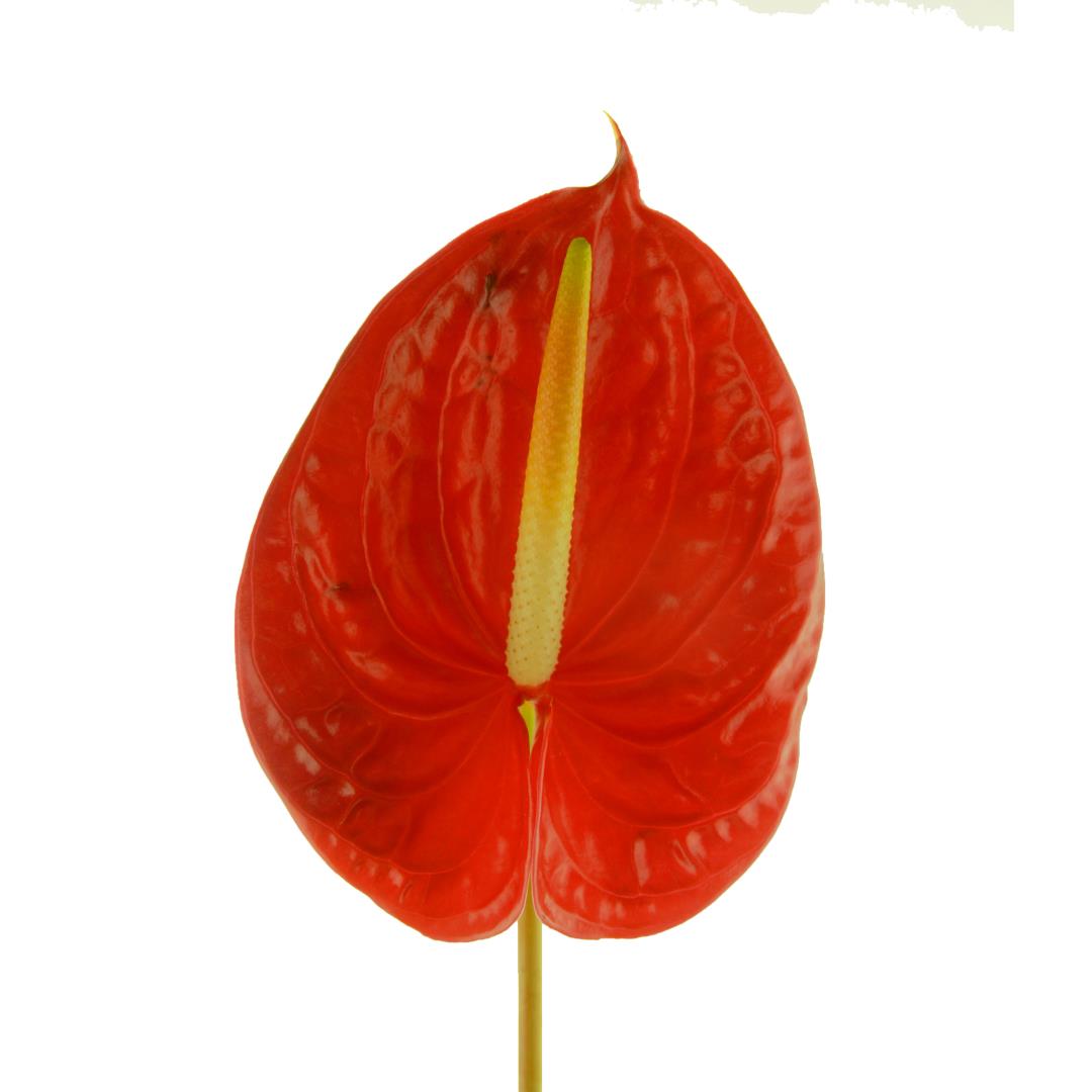 ANTHURIUM RED SMALL