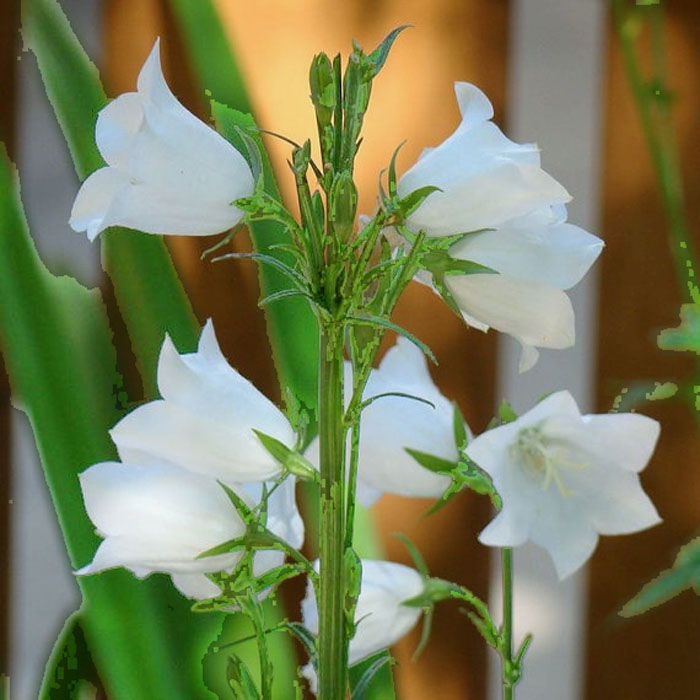 CAMPANULA WHITE