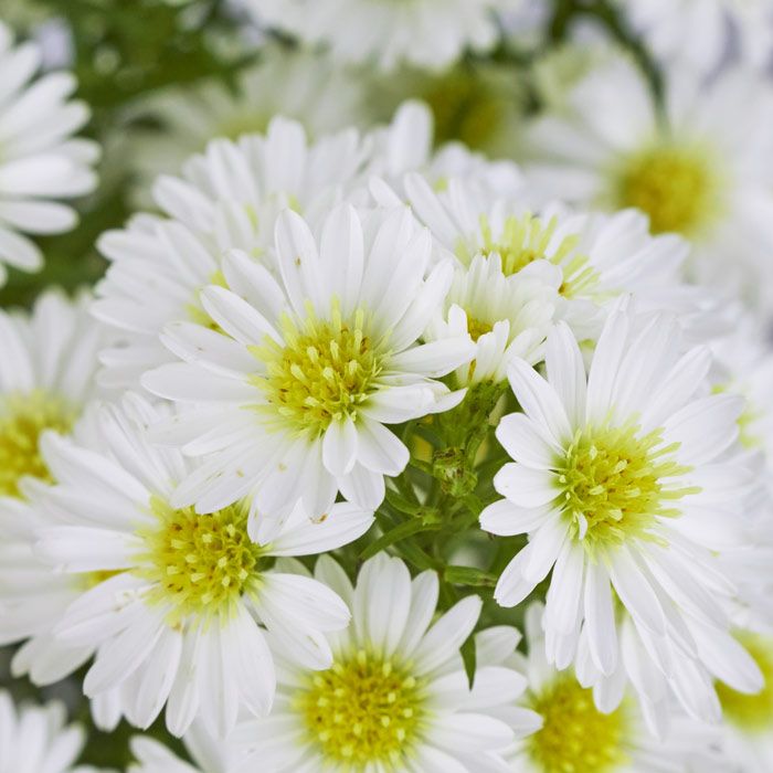 ASTER WHITE MARDI GRAS 80CM
