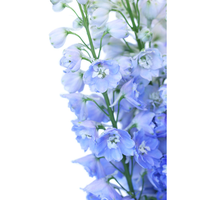 DELPHINIUM HYBRID BLUE 60CM 5 STEM BU