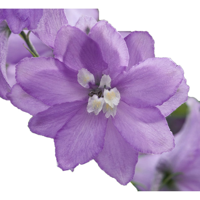 DELPHINIUM ELATUM LAVENDER 80CM 5/BU