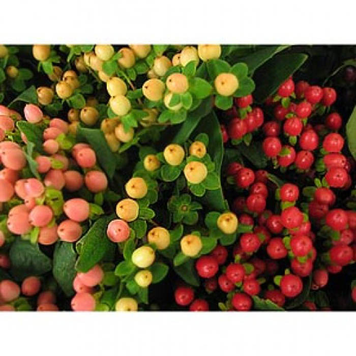 HYPERICUM FALL ASSORTED