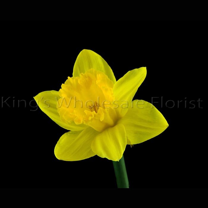 DAFFODILS NOVELTY ASST 45CM 31GRAM