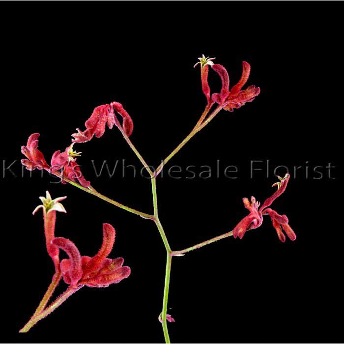 KANGAROO PAWS PINK ANIGO JOY