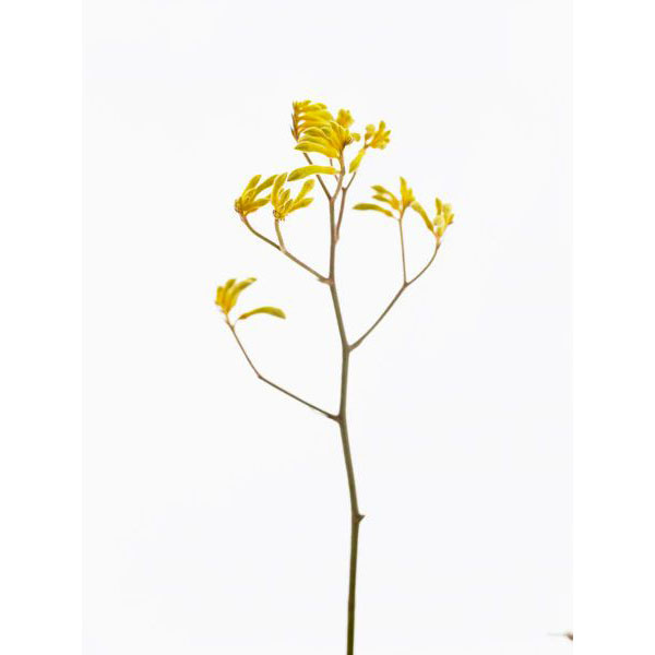 KANGAROO PAWS YELLOW