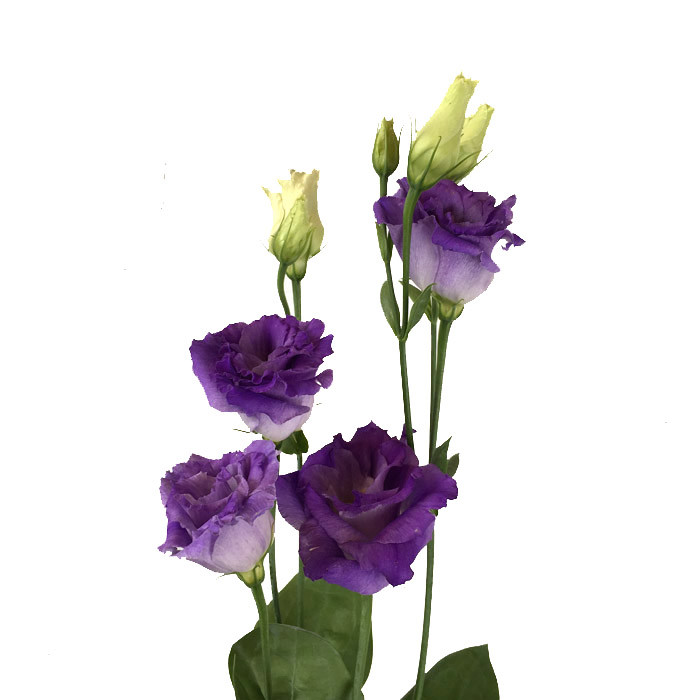 LISIANTHUS PURPLE W/WHITE SUPER SELECT