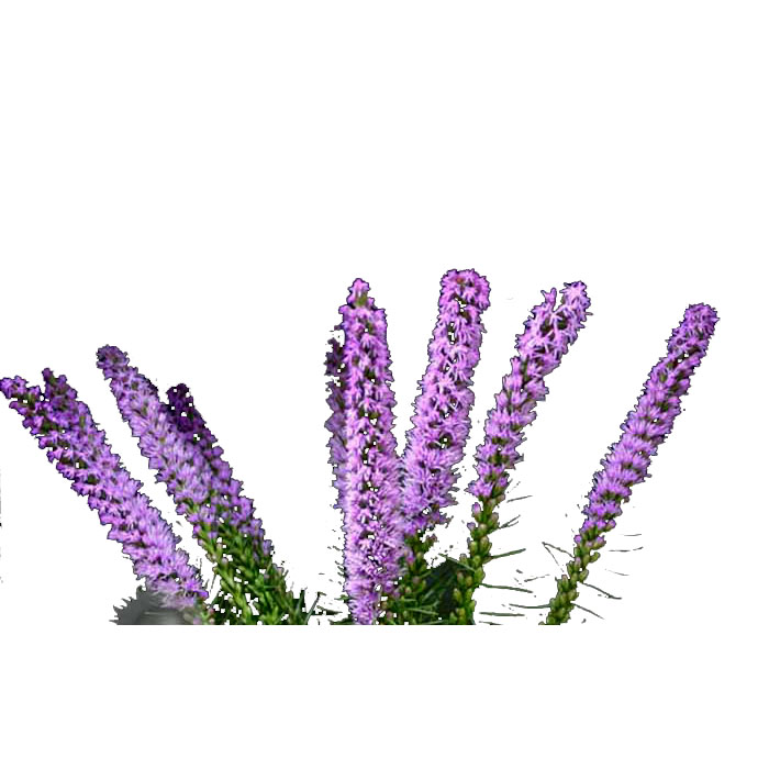 LIATRIS 60CM