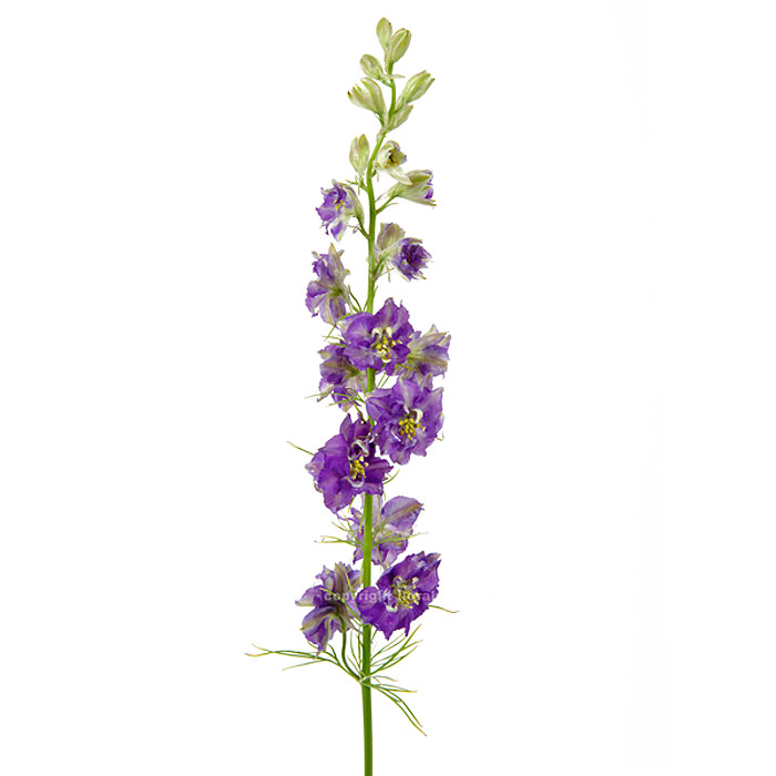 LARKSPUR