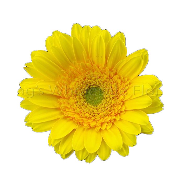 GERBERA DAISY BUNCH YELLOW 5/BU