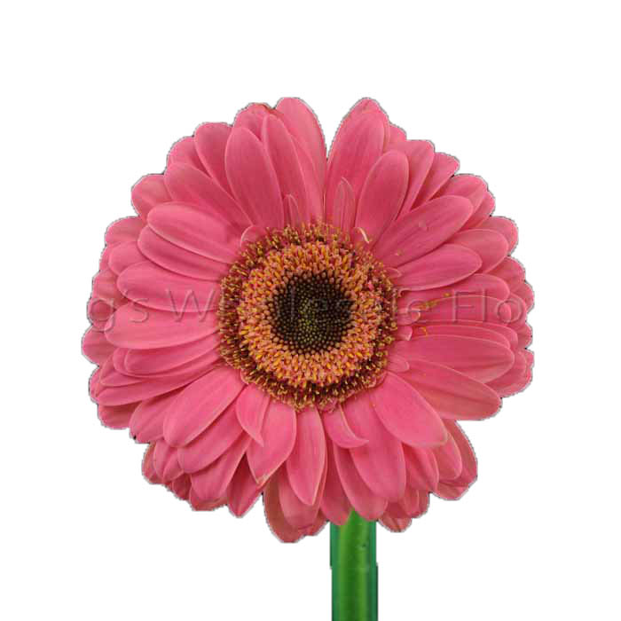 GERBER DAISY HOT PINK