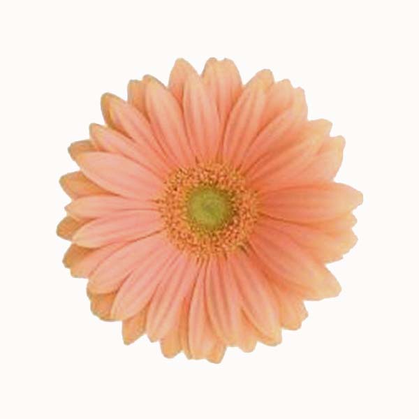 GERBERA DAISY MINI PEACH 10 ST BU