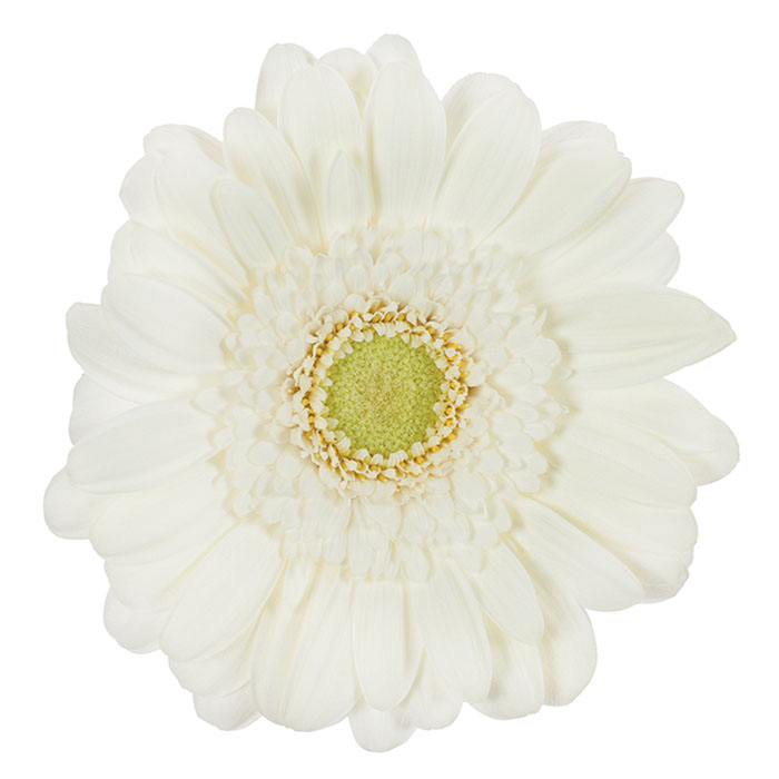 MINI GERBERA DAISY WHITE 10 stem bu