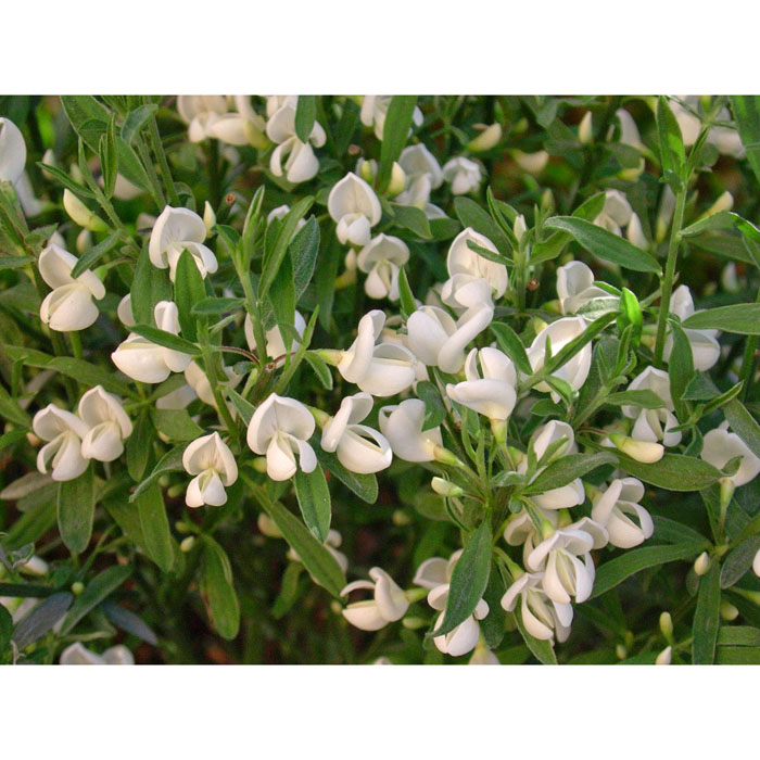 GINESTRA WHITE 200/GR