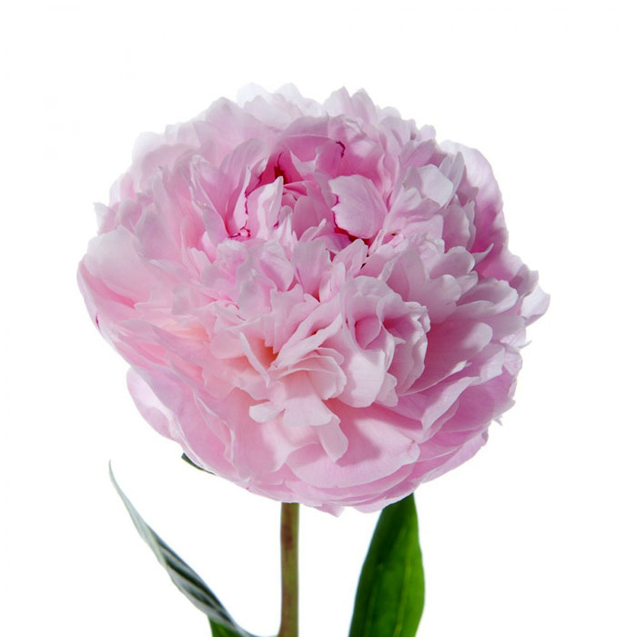 PEONIES ALERTIE (LIGHT PINK) 5/BU