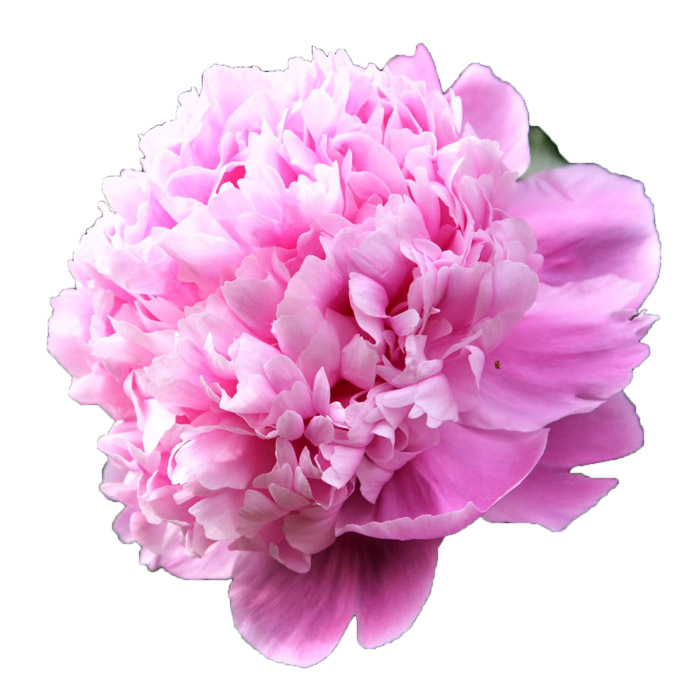 PEONIES JULES ELIE (MEDIUM PINK) 5/ST