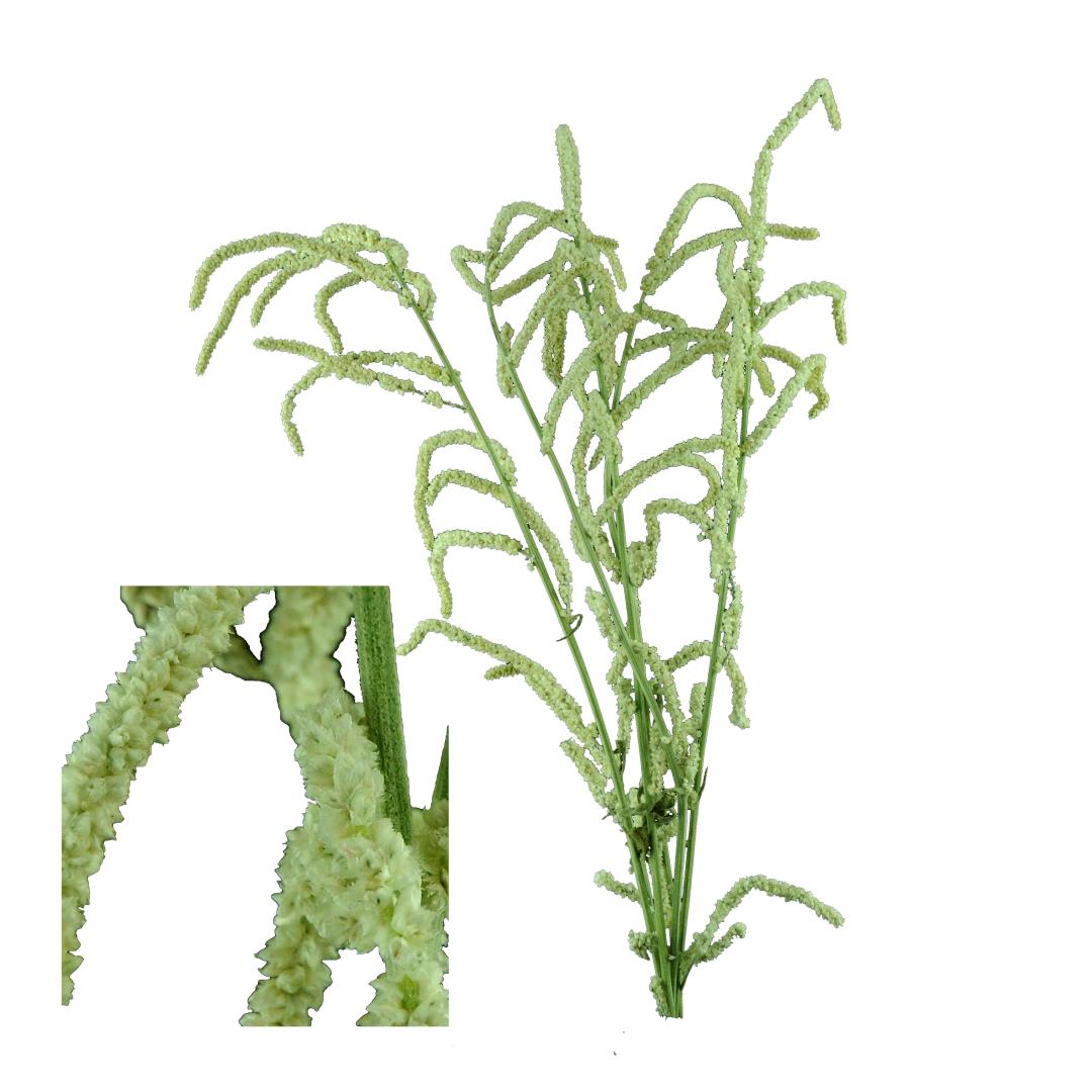 AMARANTHUS HANGING GREEN  10 ST BU