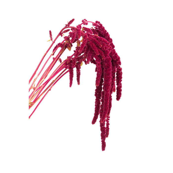 AMARANTHUS HANGING RED 10ST B