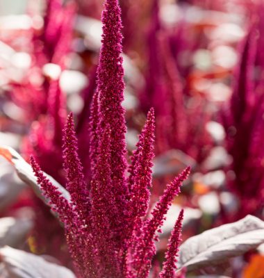 AMARANTHUS UPRIGHT DARK RED