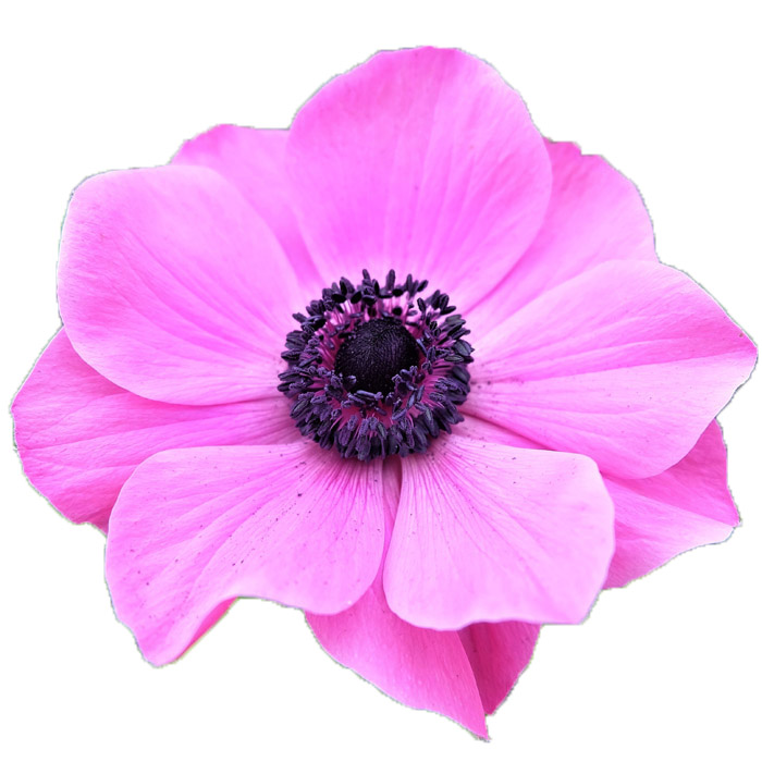 Product Display King's Wholesale Florists