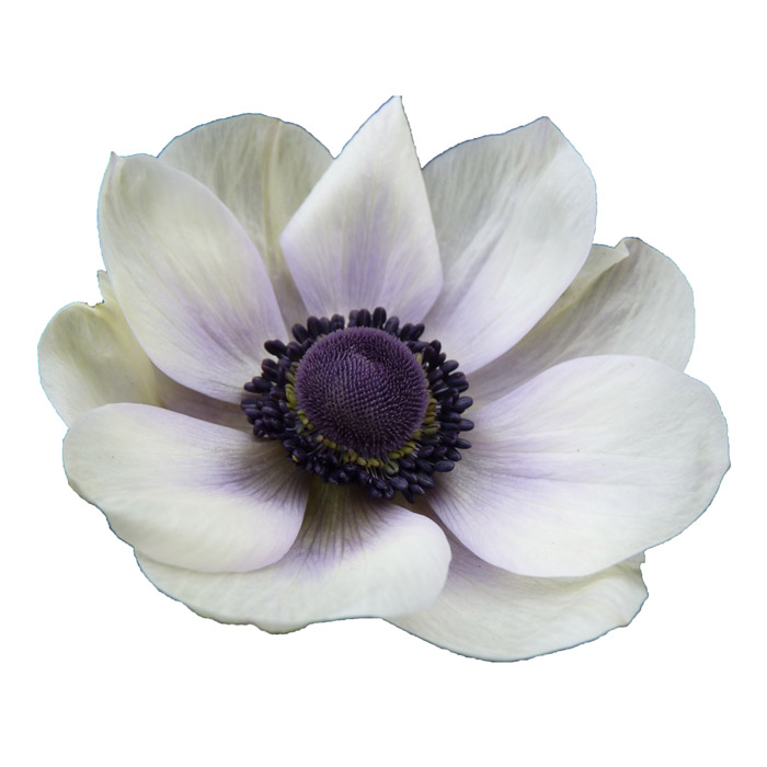 ANEMONE WHITE