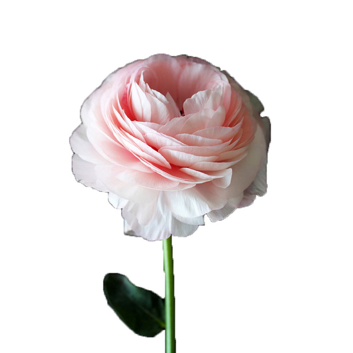 RANUNCULUS LIGHT PINK