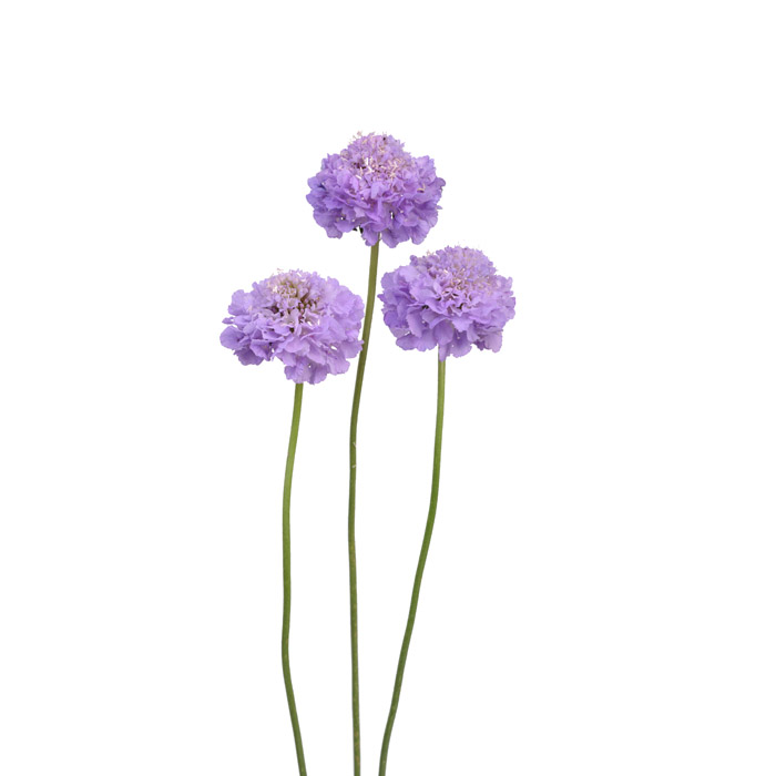 SCABIOSA LAVENDER SCOOP 60CM
