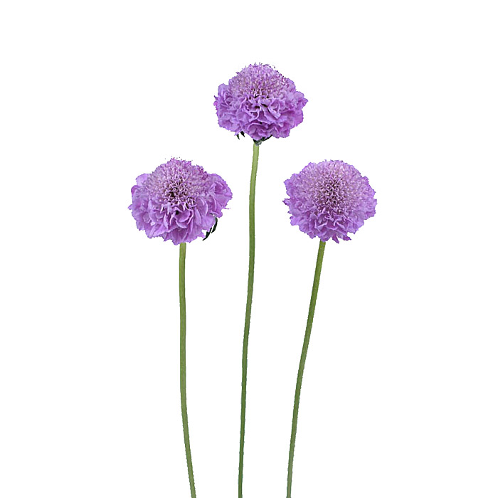 SCABIOSA RASPBERRY SCOOP (DARK PINK) 60CM