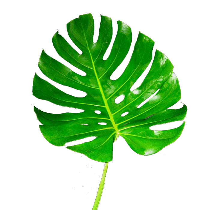 MONSTERA LEAF EXTRA SMALL