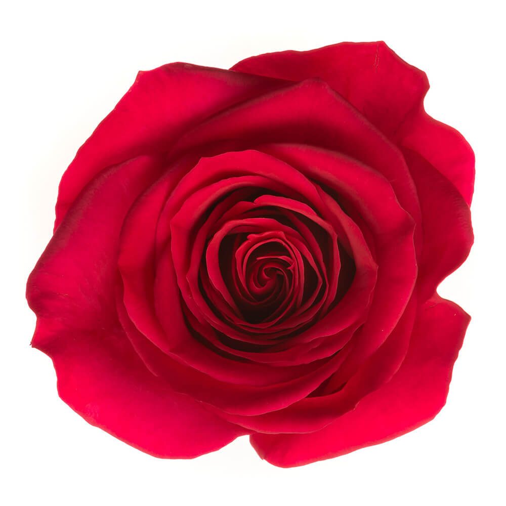 Product Display - King's Wholesale Florists