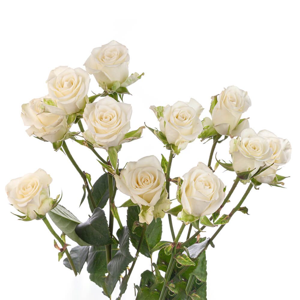 ROSE - SPRAY 50 WHITE